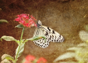 butterfly15x7
